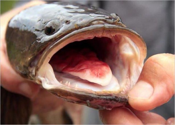 Foto - Nehirde yaşayan korkunç balıklar