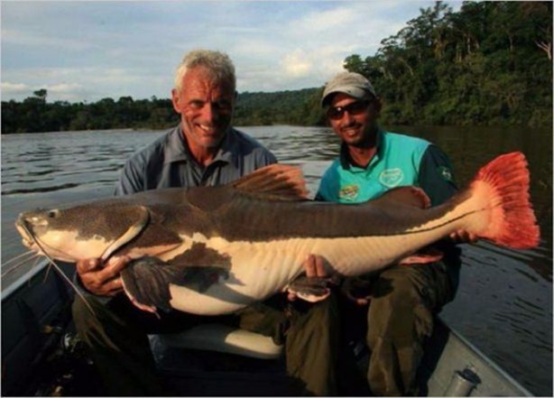 Foto - Nehirde yaşayan korkunç balıklar