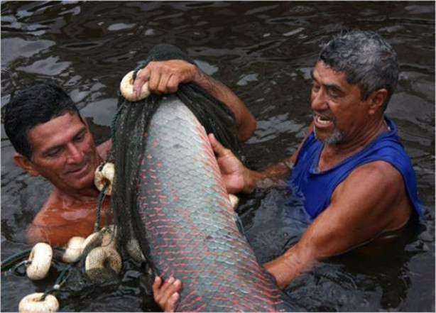 Foto - Nehirde yaşayan korkunç balıklar