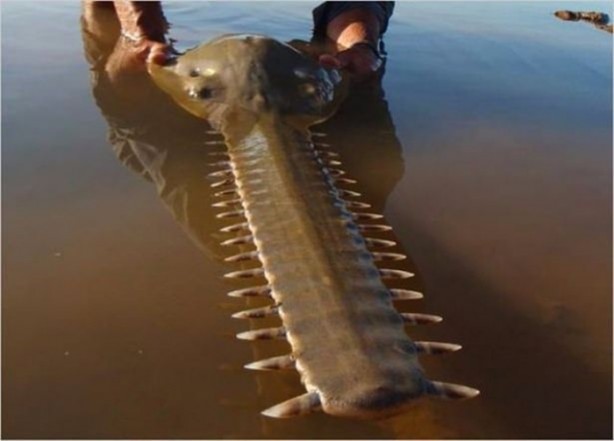 Foto - Nehirde yaşayan korkunç balıklar