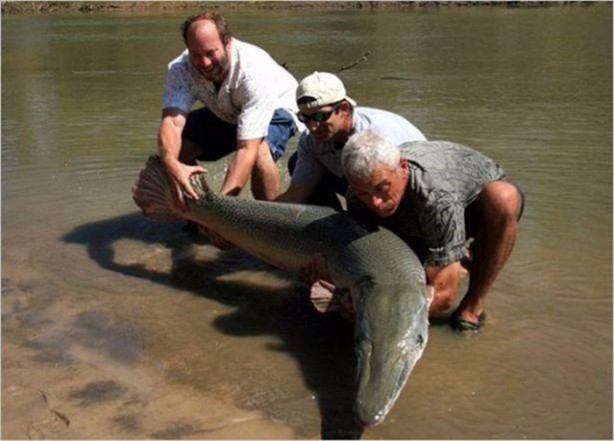 Foto - Nehirde yaşayan korkunç balıklar