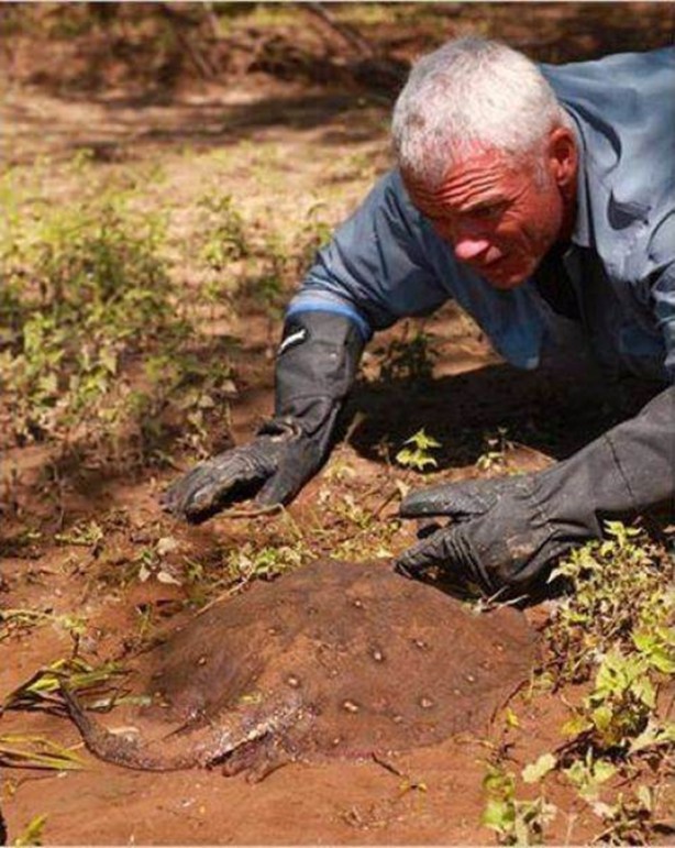 Foto - Nehirde yaşayan korkunç balıklar