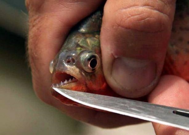 Foto - Nehirde yaşayan korkunç balıklar