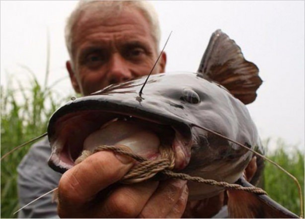 Foto - Nehirde yaşayan korkunç balıklar