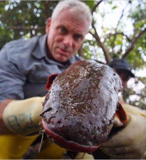Foto - Nehirde yaşayan korkunç balıklar