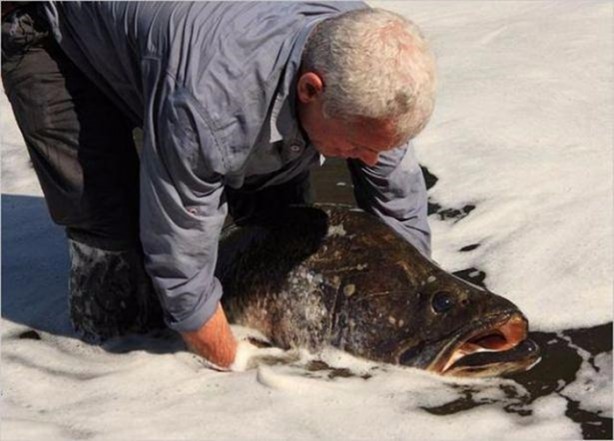 Foto - Nehirde yaşayan korkunç balıklar