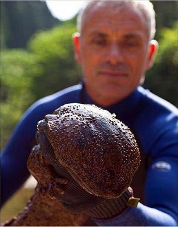 Foto - Nehirde yaşayan korkunç balıklar