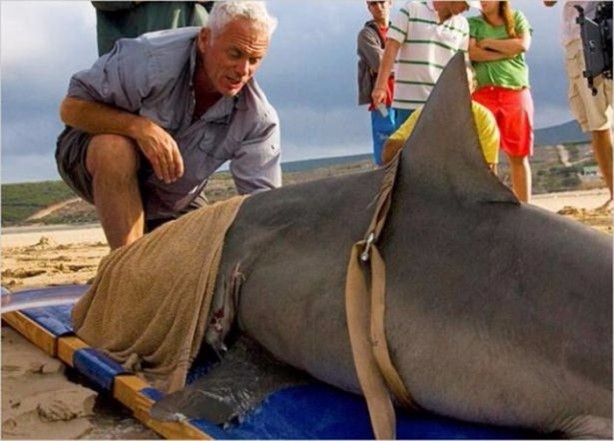 Foto - Nehirde yaşayan korkunç balıklar