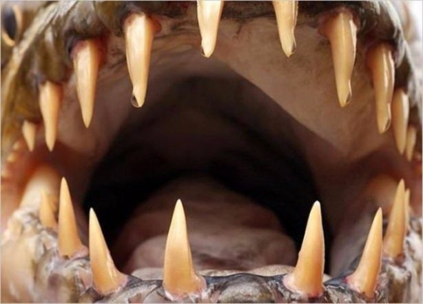 Foto - Nehirde yaşayan korkunç balıklar