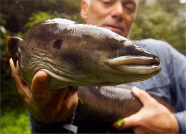 Foto - Nehirde yaşayan korkunç balıklar