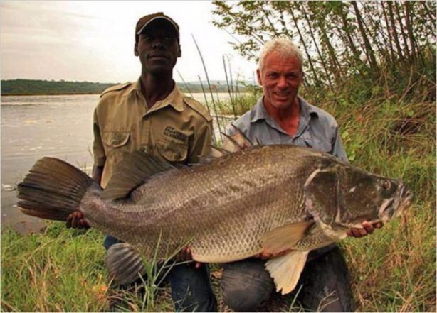 Foto - Nehirde yaşayan korkunç balıklar