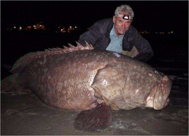 Foto - Nehirde yaşayan korkunç balıklar