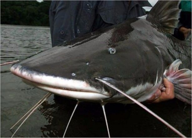 Foto - Nehirde yaşayan korkunç balıklar