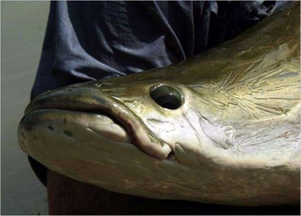 Foto - Nehirde yaşayan korkunç balıklar