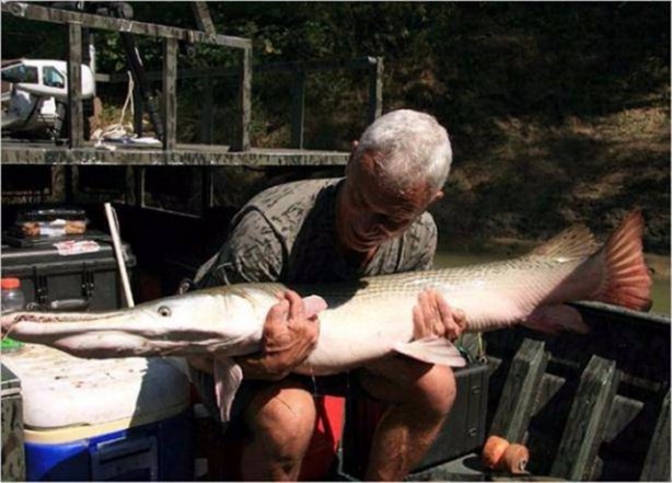 Foto - Nehirde yaşayan korkunç balıklar