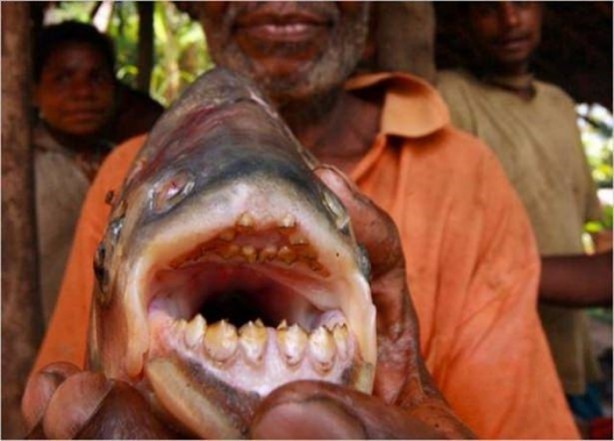 Foto - Nehirde yaşayan korkunç balıklar