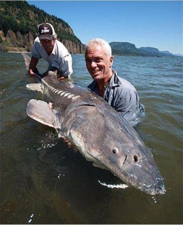 Foto - Nehirde yaşayan korkunç balıklar