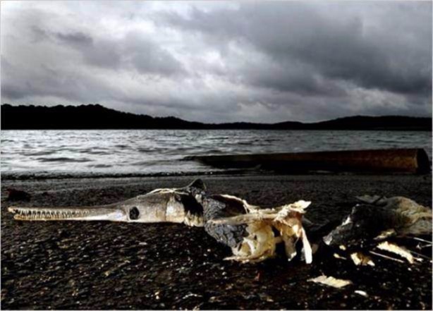 Foto - Nehirde yaşayan korkunç balıklar