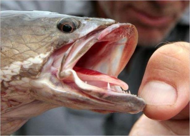 Foto - Nehirde yaşayan korkunç balıklar