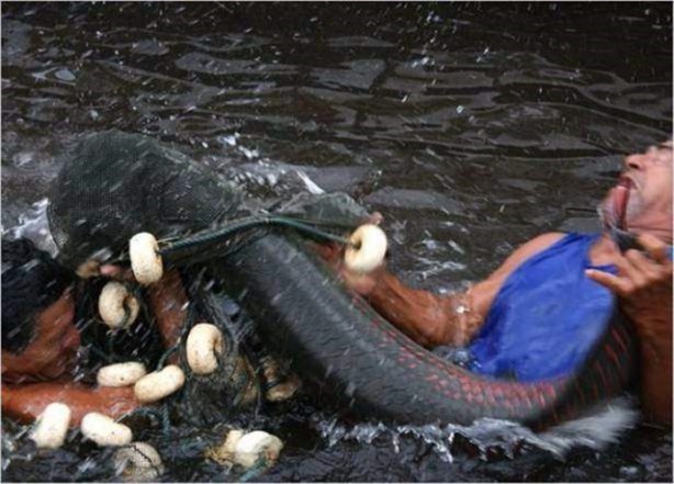 Foto - Nehirde yaşayan korkunç balıklar