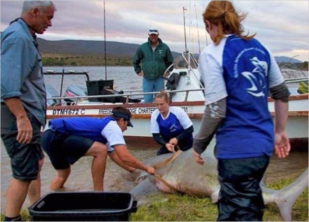 Foto - Nehirde yaşayan korkunç balıklar