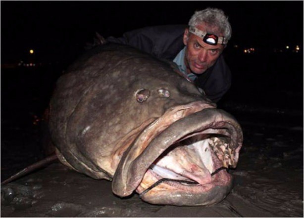 Foto - Nehirde yaşayan korkunç balıklar