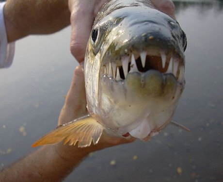 Foto - Nehirden çıkan canavar balıklar