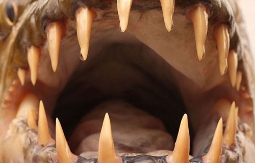 Foto - Nehirden çıkan canavar balıklar