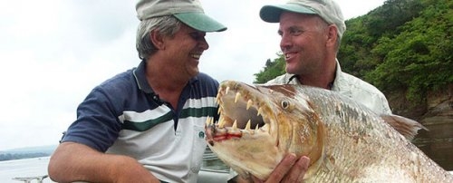 Foto - Nehirden çıkan canavar balıklar