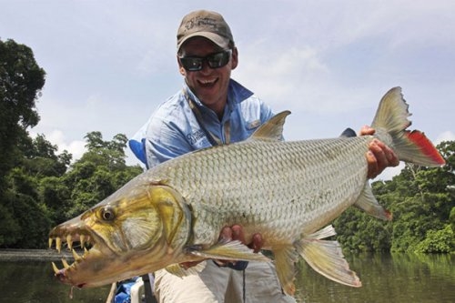 Foto - Nehirden çıkan canavar balıklar