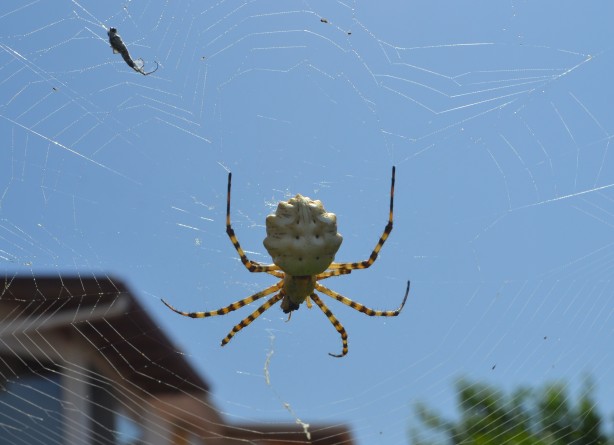 Foto - Neler yaptığını duyunca şok olacaksınız! Dünyanın en tehlikelisi bulundu