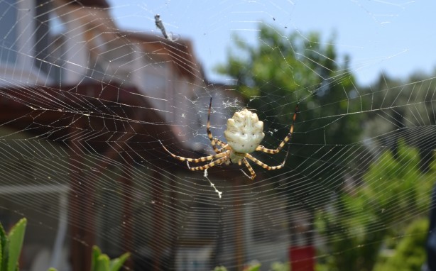 Foto - Neler yaptığını duyunca şok olacaksınız! Dünyanın en tehlikelisi bulundu