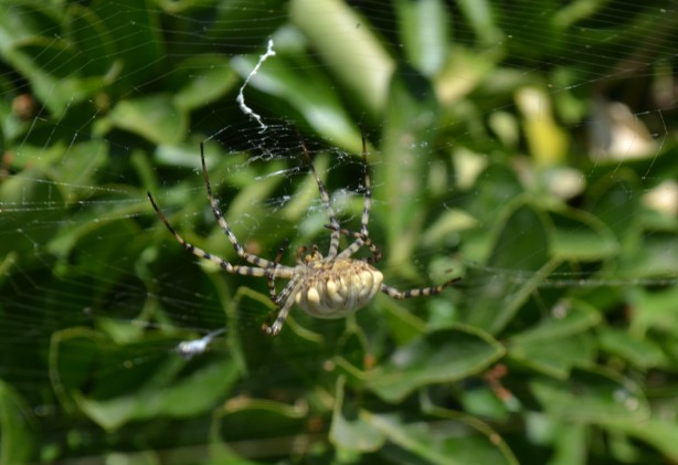 Foto - Neler yaptığını duyunca şok olacaksınız! Dünyanın en tehlikelisi bulundu