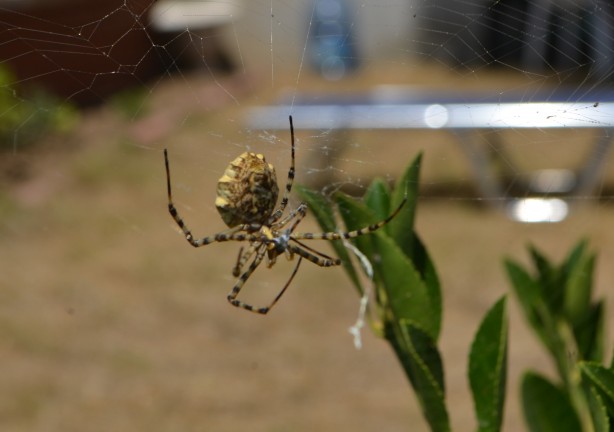 Foto - Neler yaptığını duyunca şok olacaksınız! Dünyanın en tehlikelisi bulundu