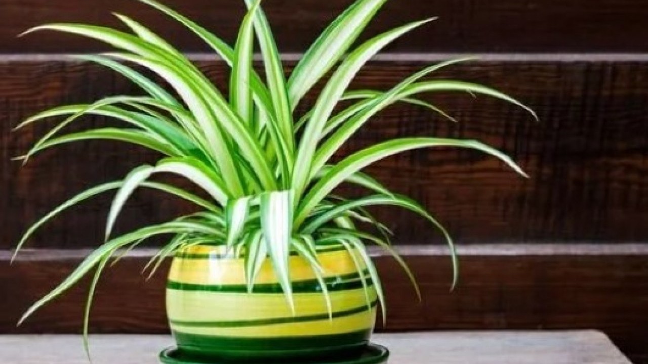 Ne nem bırakıyor ne de rutubet: Bu çiçek eve iyi geliyor!