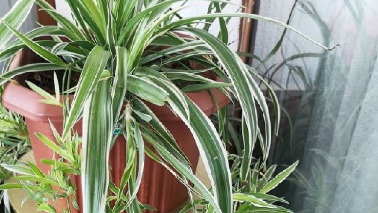 Foto - Ne nem bırakıyor ne de rutubet: Bu çiçek eve iyi geliyor!