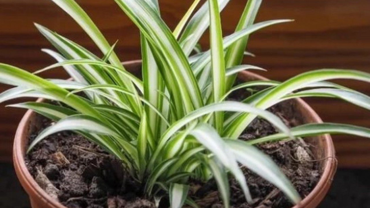 Foto - Ne nem bırakıyor ne de rutubet: Bu çiçek eve iyi geliyor!