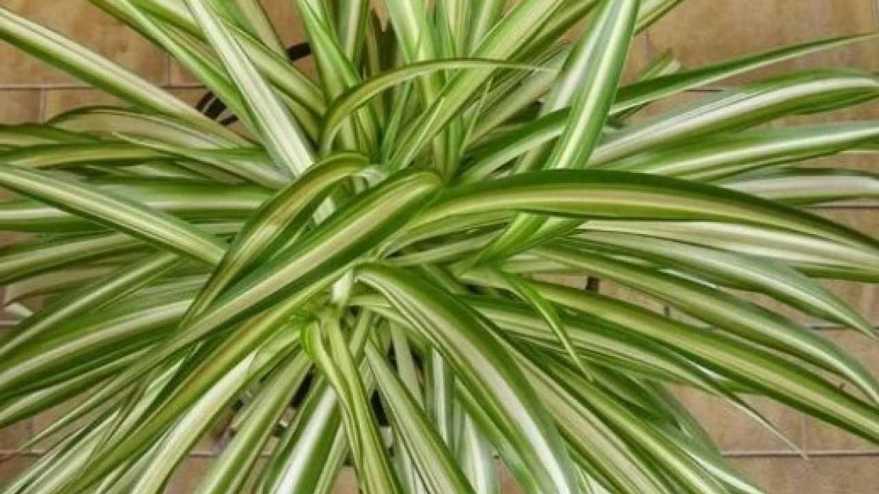 Foto - Ne nem bırakıyor ne de rutubet: Bu çiçek eve iyi geliyor!