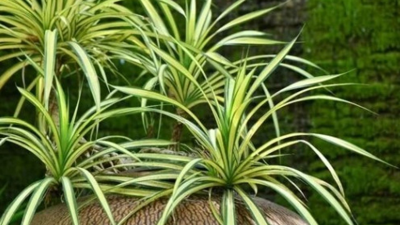 Foto - Ne nem bırakıyor ne de rutubet: Bu çiçek eve iyi geliyor!