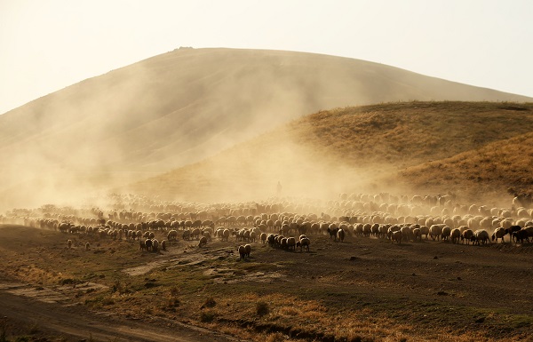 Foto - Nemrut Dağı’nda zorlu mesai