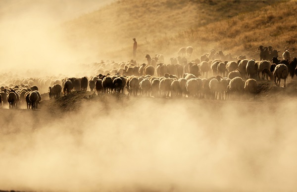 Foto - Nemrut Dağı’nda zorlu mesai