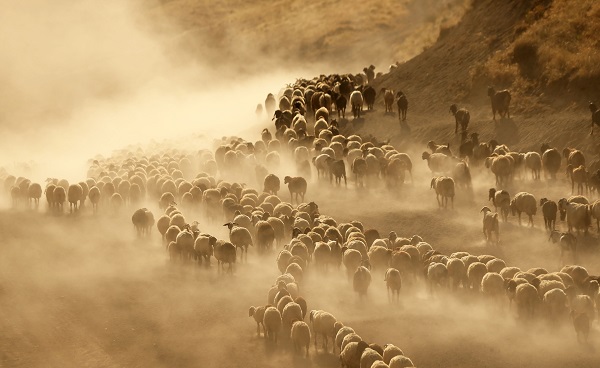 Foto - Nemrut Dağı’nda zorlu mesai