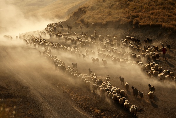 Foto - Nemrut Dağı’nda zorlu mesai