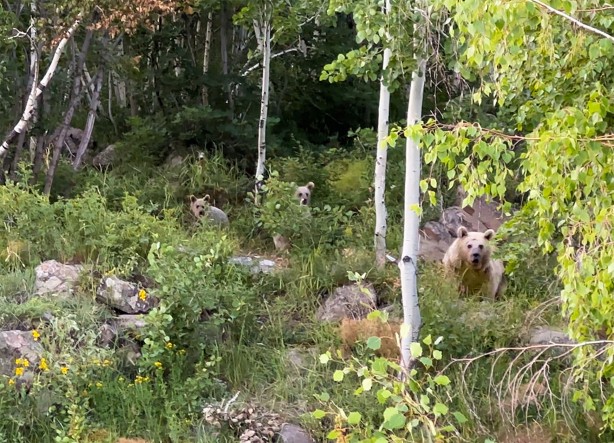 Foto - Nemrut’a giden piknikçilere ayı sürprizi