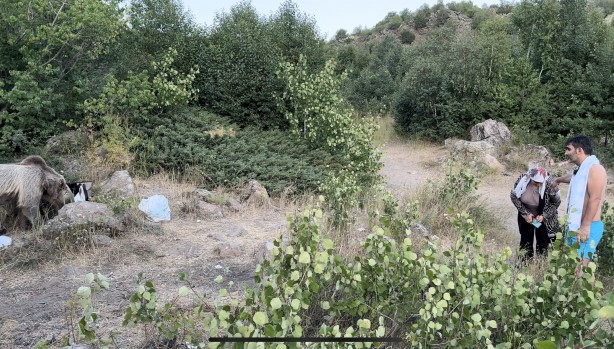 Foto - Nemrut'ta ayılar piknikçilerin sofrasına oturdu