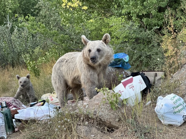 Foto - Nemrut'ta ayılar piknikçilerin sofrasına oturdu