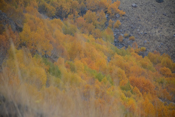 Foto - Nemrut'ta sonbahar güzelliği