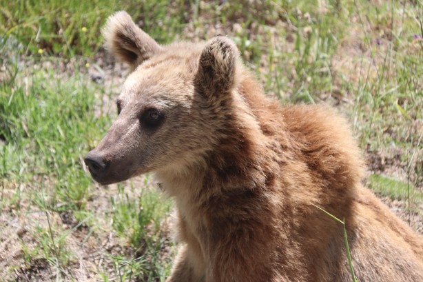 Foto - Nemrut’un maskotu ayıları görenler telefonlarına sarılıyor