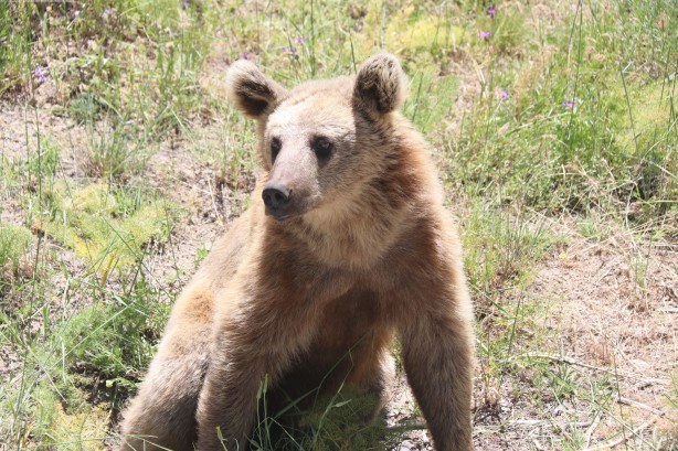 Foto - Nemrut’un maskotu ayıları görenler telefonlarına sarılıyor