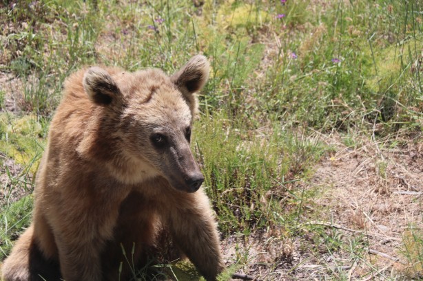 Foto - Nemrut’un maskotu ayıları görenler telefonlarına sarılıyor